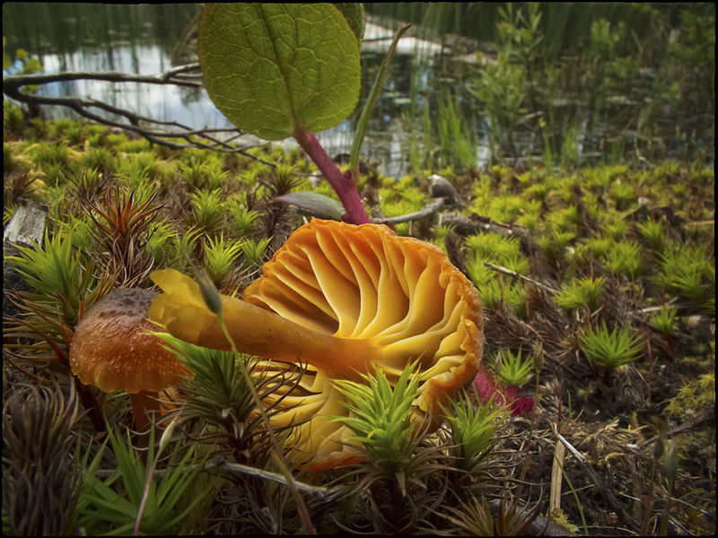 File:Hygrocybe sp. (7189678025).jpg