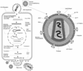 English: HIV cycle with structure