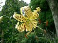 Lilium lancifolium var. flaviflorum