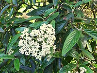 Viburnum × pragense