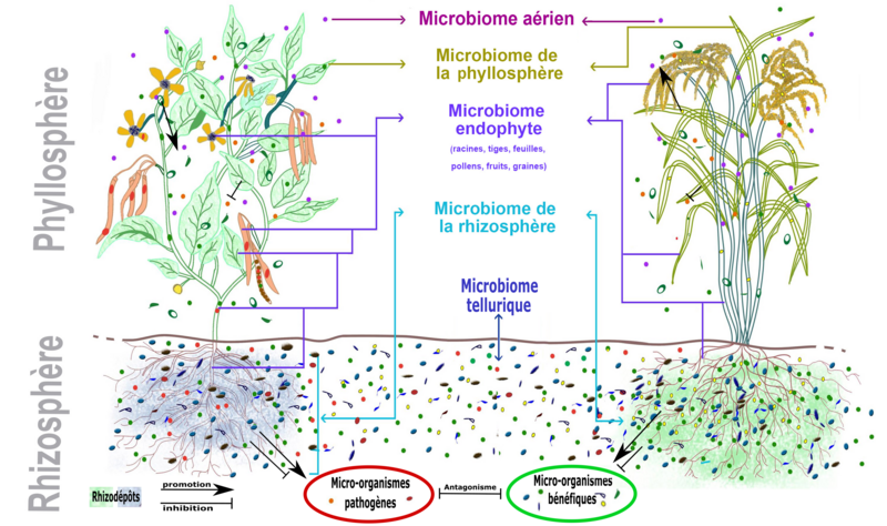 File:Interaction plante-communautés microbiennes de la plante.png