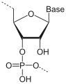 Deutsch: Struktur eines RNA-Monomers English: Structure of a RNA monomer