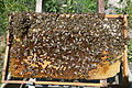 Bees on a honeycomb