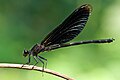 Euphaea masoni (male) - Kaeng Krachan National Park