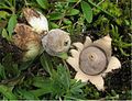 Geastrum minimum