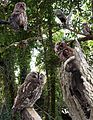 ID composite, GB & Ireland