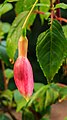 Fuchsia 'Bea Wolfswinkel'.