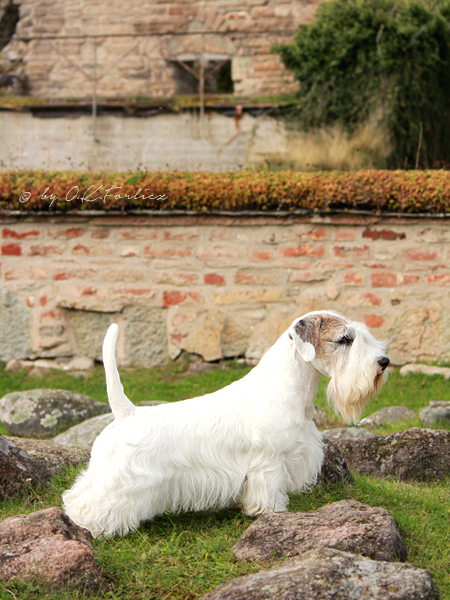 File:Sealyham Terrier - MM.1.jpg