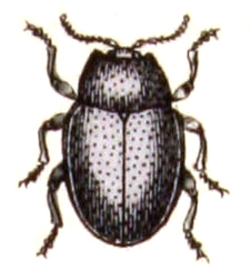 File:Chrysolina.sturmi.-.calwer.44.07.jpg