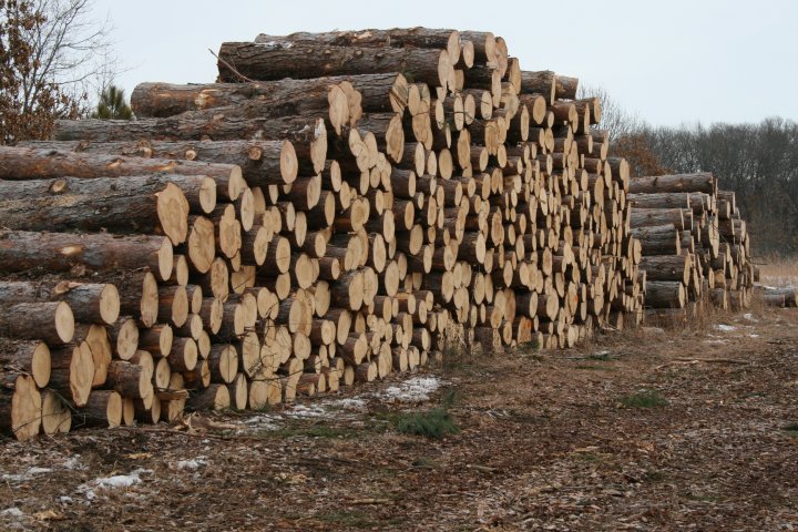 File:Log pile 2 (6892108297).jpg