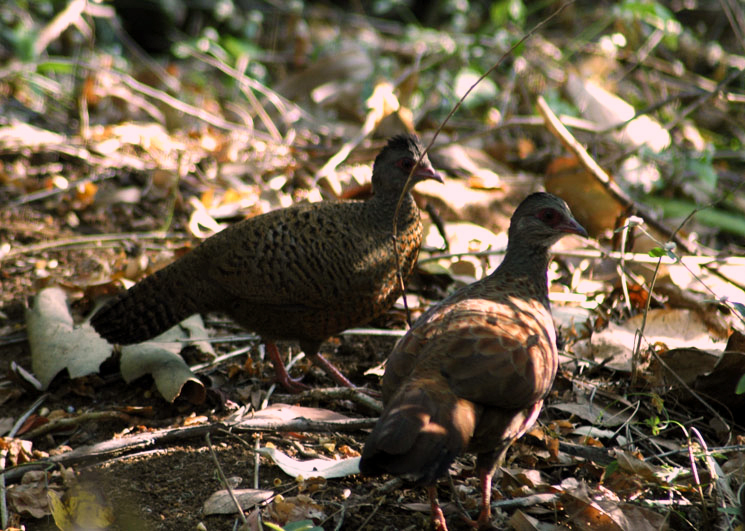 File:Red Spurfowl.JPG