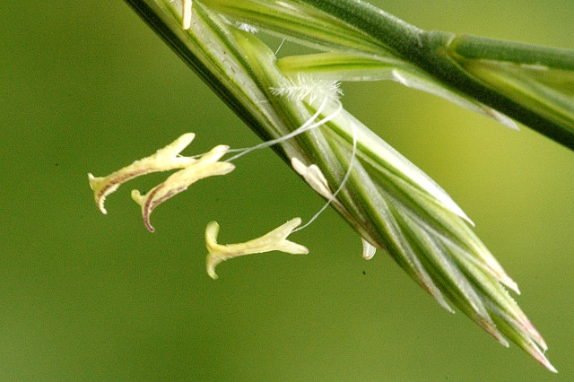 File:Elymus.repens.3.jpg