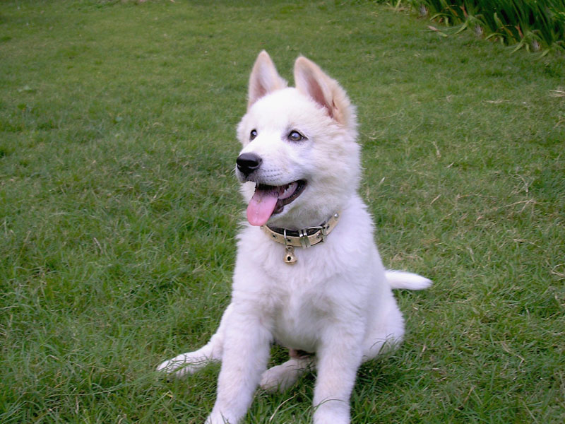 File:Kintamani dog white.jpg