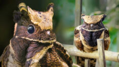 O pássaro que parece um bebê dragão e quase se torna invisível na floresta