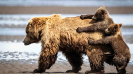 Найкумедніші знімки на фотоконкурсі Nikon Comedy Wildlife Awards 2024 (ФОТО)