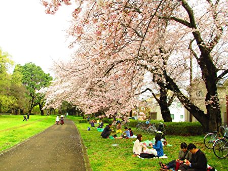 櫻花木花影飄飄，「花見」神清氣爽。（容乃加／大紀元）