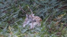 Cerisy-la-Forêt, entre faune et flore exceptionnelle, un bel héritage de Guillaume le Conquérant