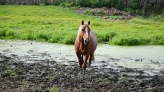 Les pompiers de l’Oise formés au sauvetage d’animaux peu communs et de grand gabarit