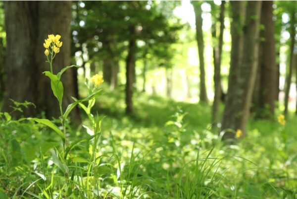 【埼玉県北本市】市内で絶滅危惧Ⅱ類のキンランの花が満開です