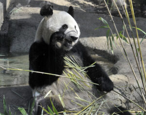 東京・上野動物園のパンダ2頭を来月末に中国に返還へ　高血圧の症状で