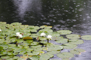 気分を変えて雨を見に行く