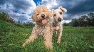 Brian and Cody were abandoned and ended up at the London rescue charity All Dogs Matter, where they formed an “incredibly close” bond. Staff are now trying to find a new home for the pair, both about a year old, so they can stay together