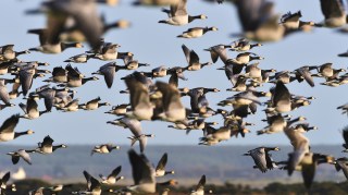 A flock of barnacle geese at WWT Caerlaverock