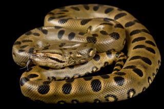 Q15: Which snake is this?