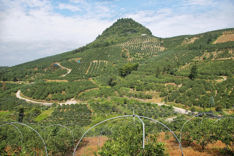 Les vertus des remèdes traditionnels, connaître et cultiver les plantes médicinales : le kumquat