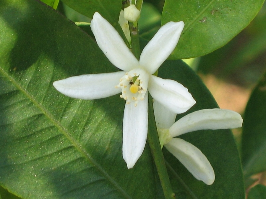 Les vertus des remèdes traditionnels, connaître et cultiver les plantes médicinales : le kumquat