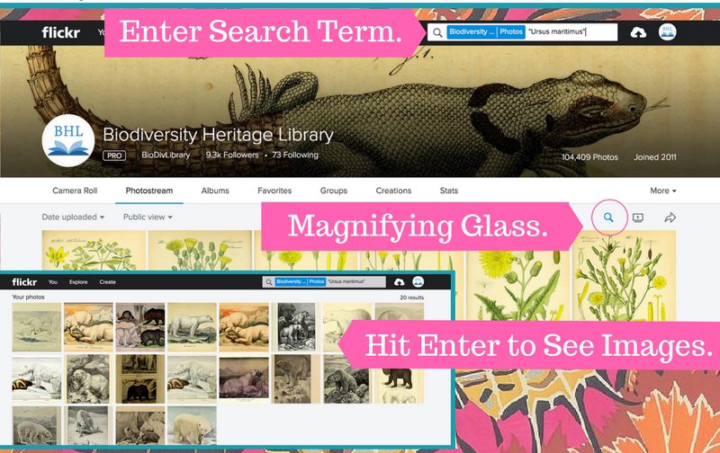 instructions on how to search the BHL Flickr