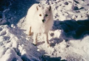 Warm-blooded animals such as the Arctic fox (Alopex lagopus) can use nonshivering thermogenesis, the production of heat through metabolic processes, to maintain body temperature in cold climates.