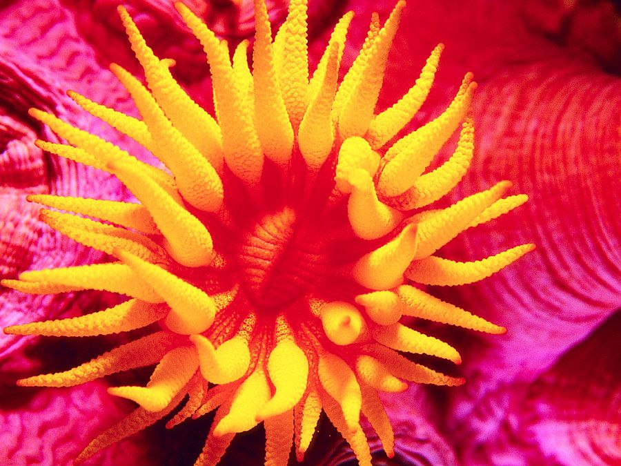 Orange Cup Coral