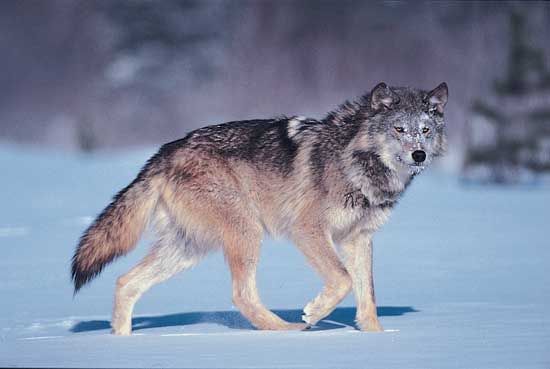 gray wolf