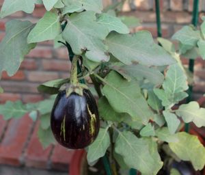 eggplant