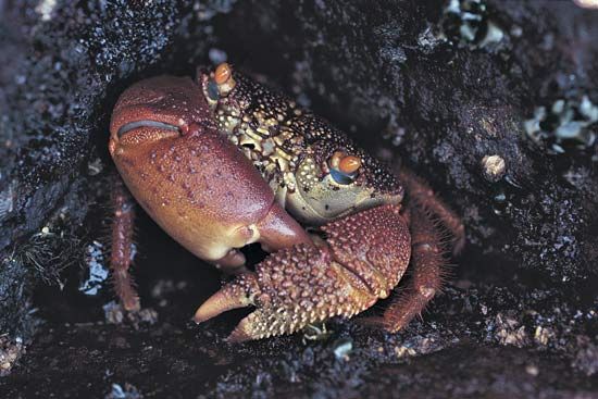 rock crab