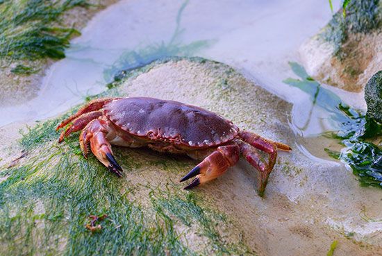 Edible crab