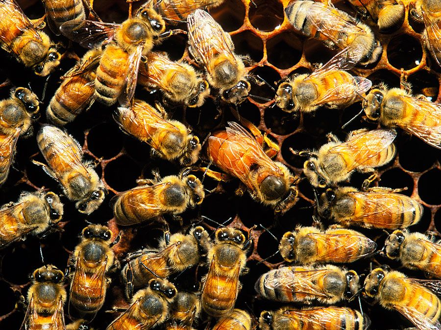 In the brood season honeybees (Apis mellifera) maintain hive temperatures at 35–36 °C (95–97 °F) by behavioral means such as wing beating to circulate air.