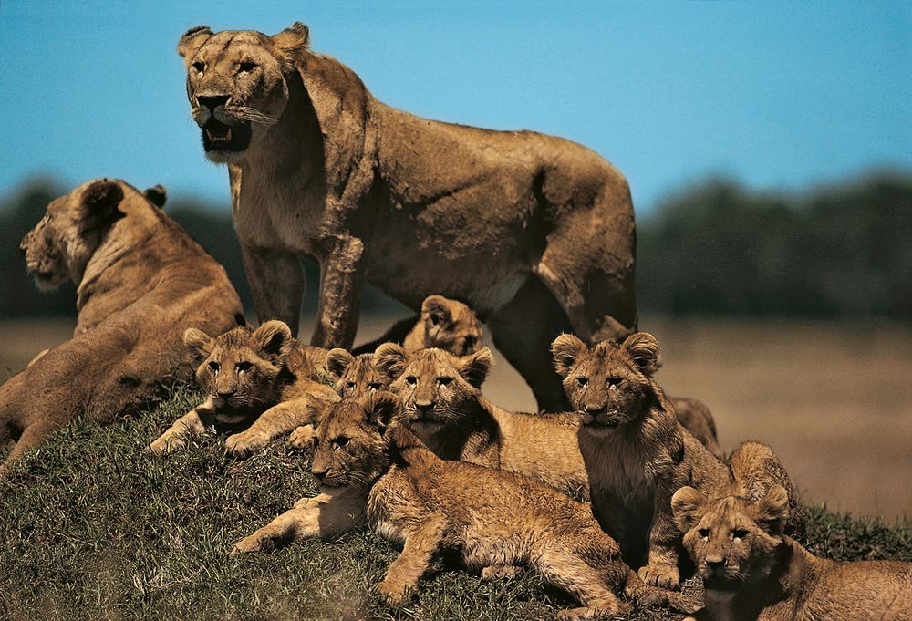 Lioness with cubs on small mound (panthera leo), Masai Maya, Kenya