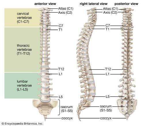 human vertebral column