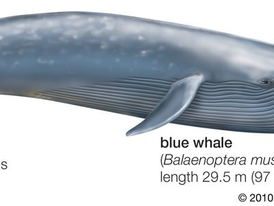 blue whale