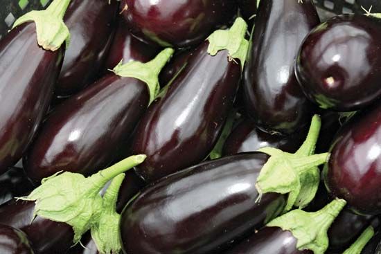 eggplant