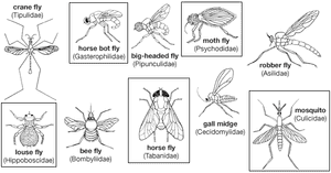 Diagram showing diversity among dipterans