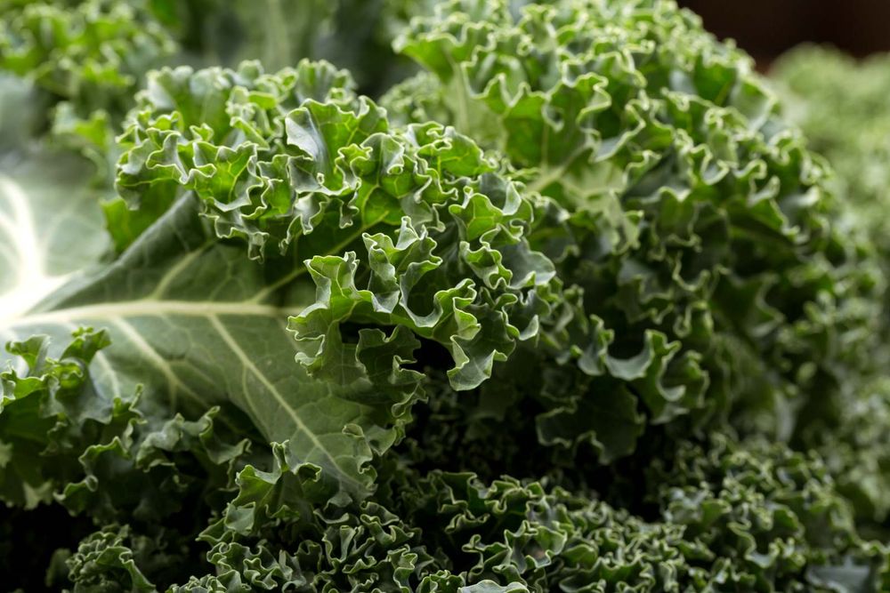 curly kale. Kale or borecole (Brassica oleracea Acephala Group) a loose leafed, edible plant derived from the cabbage. vegetable