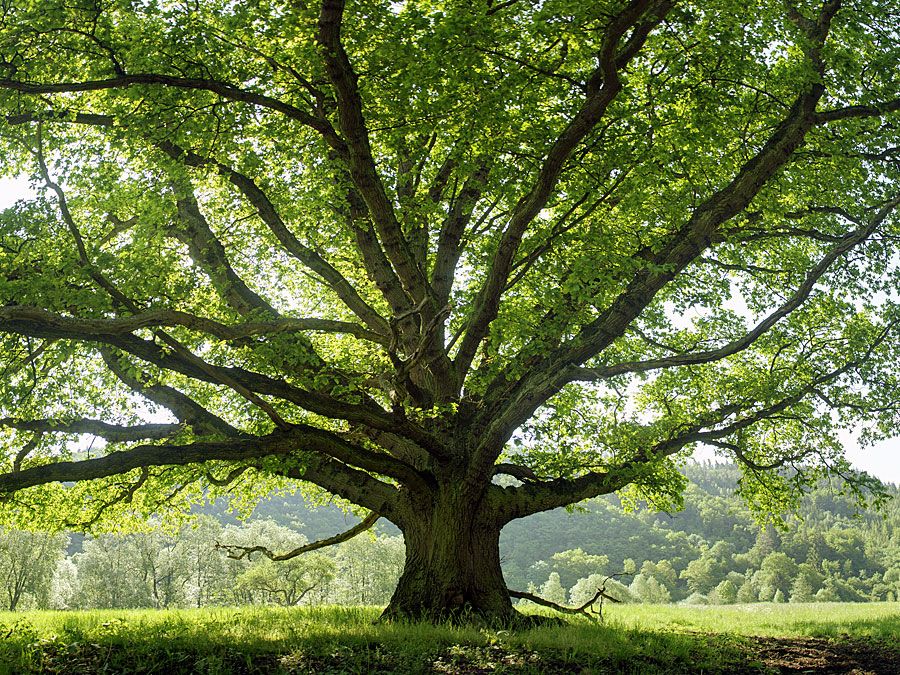 Spreading oak tree in summer. (green, leaves, deciduous, shade)