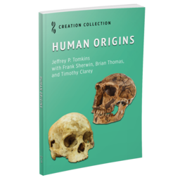 Human Origins