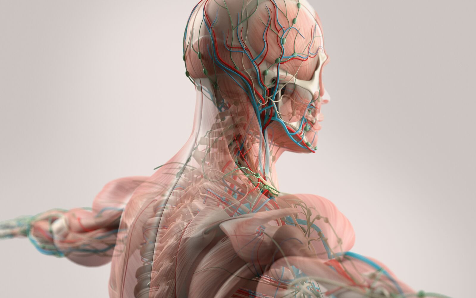 Human anatomy showing face, head, shoulders and back muscular system, bone structure and vascular system.; Shutterstock ID 342678791; purchase_order: Main Visual; job: ; client: ; other: