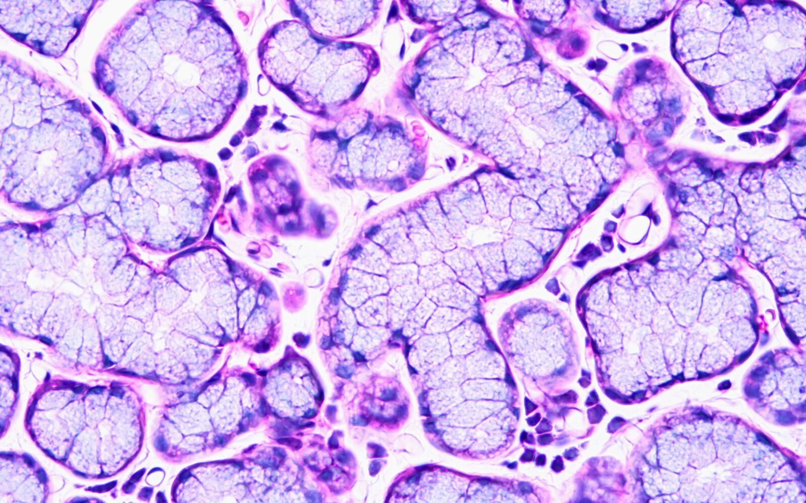 Histology of human salivary gland tissue, show epithelium tissue, connective tissue serous and mucous gland with microscope view; Shutterstock ID 688669657; purchase_order: -; job: -; client: -; other: -