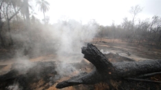 Incendios devastan casi 2 millones de hectáreas y afectan 6 áreas protegidas de Bolivia