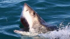 Momento en que un tiburón «de grandes dientes» salta dentro de un barco